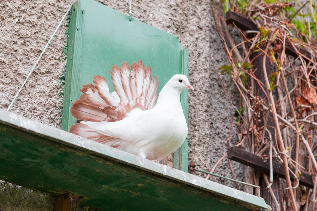 Pension U Josefa Kostalov Cameră foto